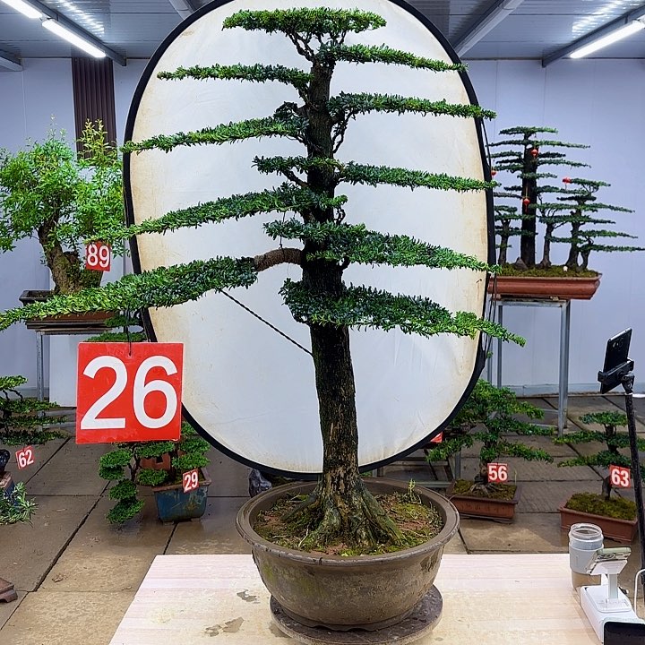 盆景直播间一物一拍