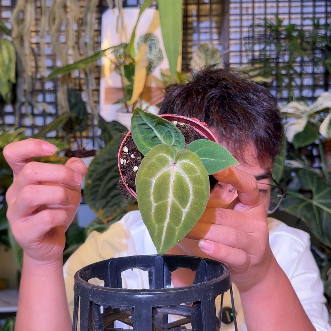 完全开放F252紫k抹茶锦