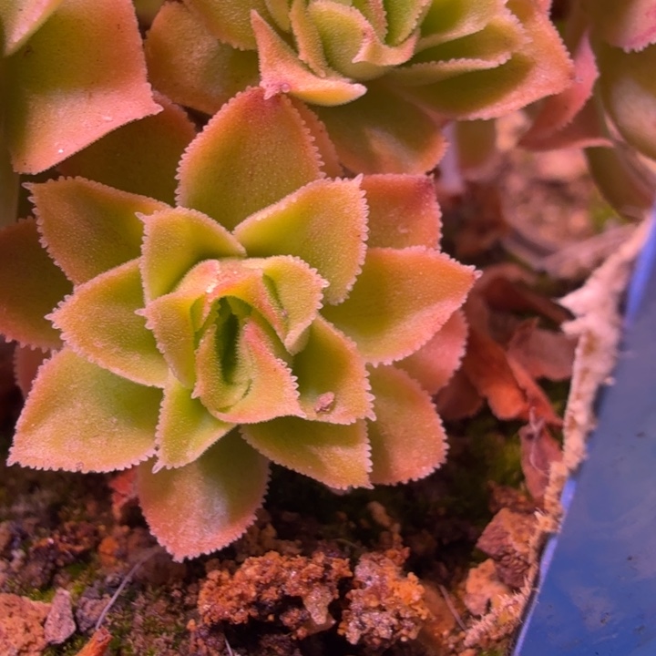 HD624  问尘版新白龙   侧芽量拍