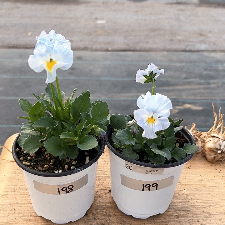 红陶抖音直播闪拍198-199