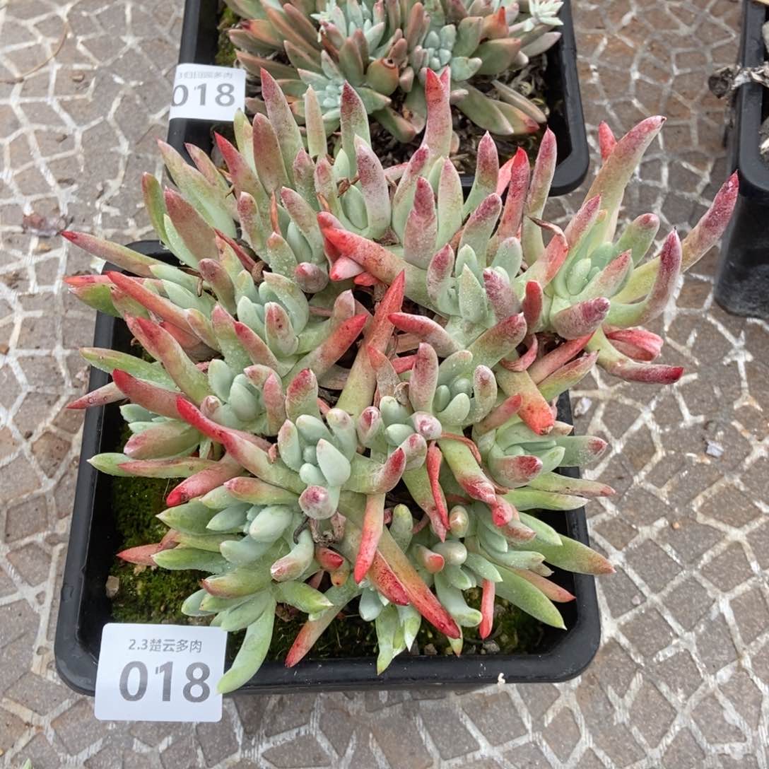 018文森特多肉植物