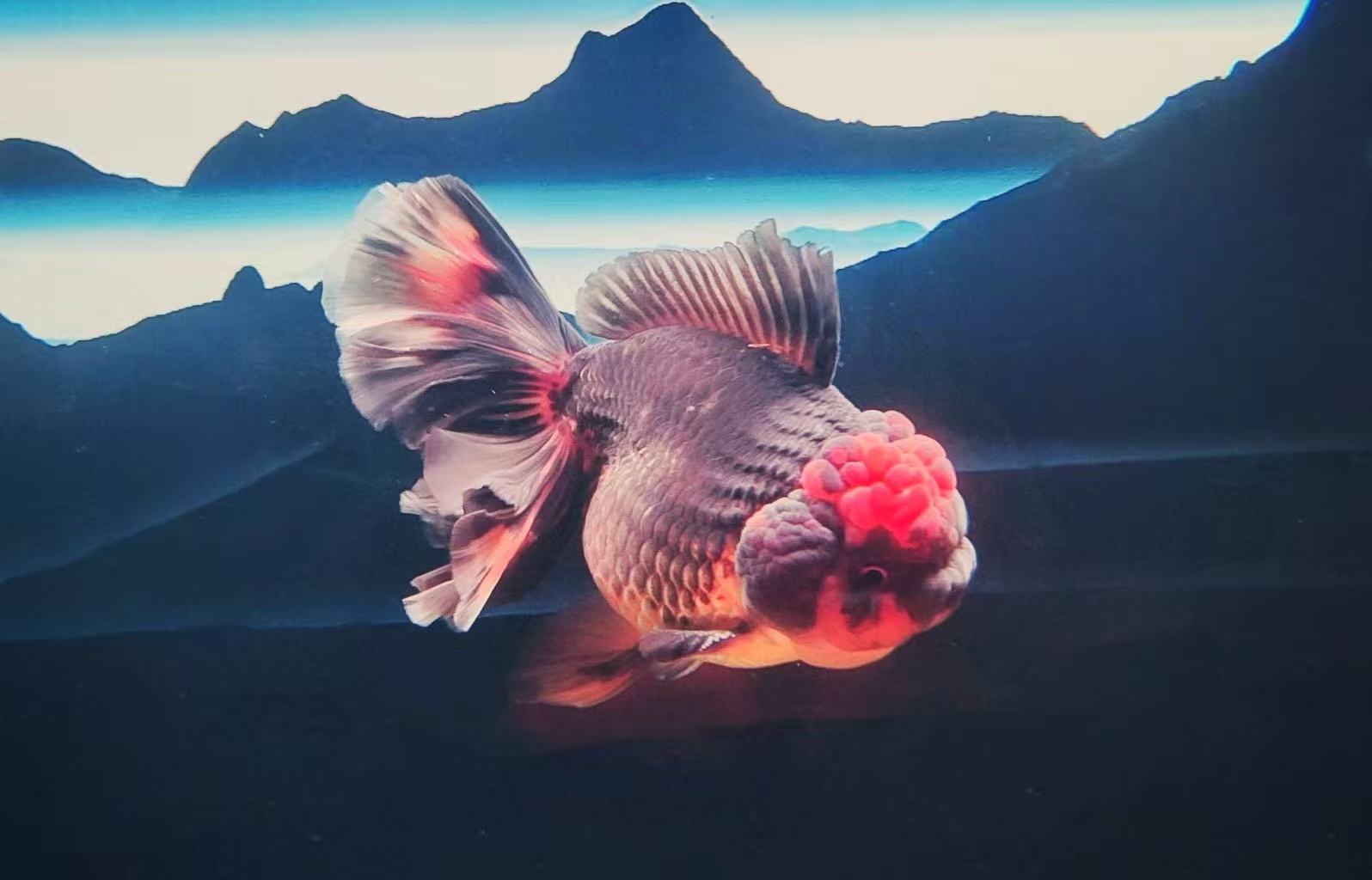 泰狮金鱼（图片仅供参考）直播间实物为准