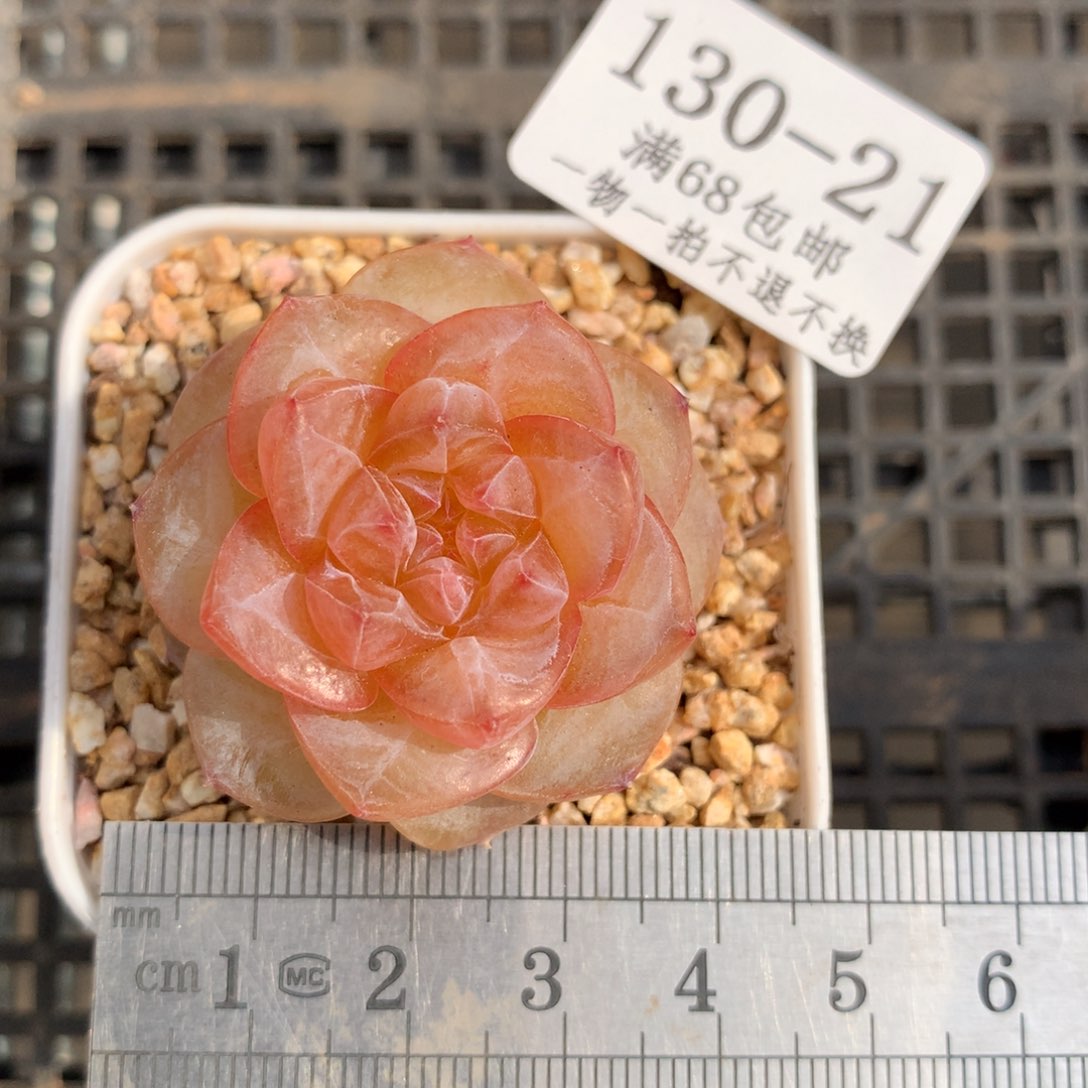 21。珊瑚。珍妮糖心。