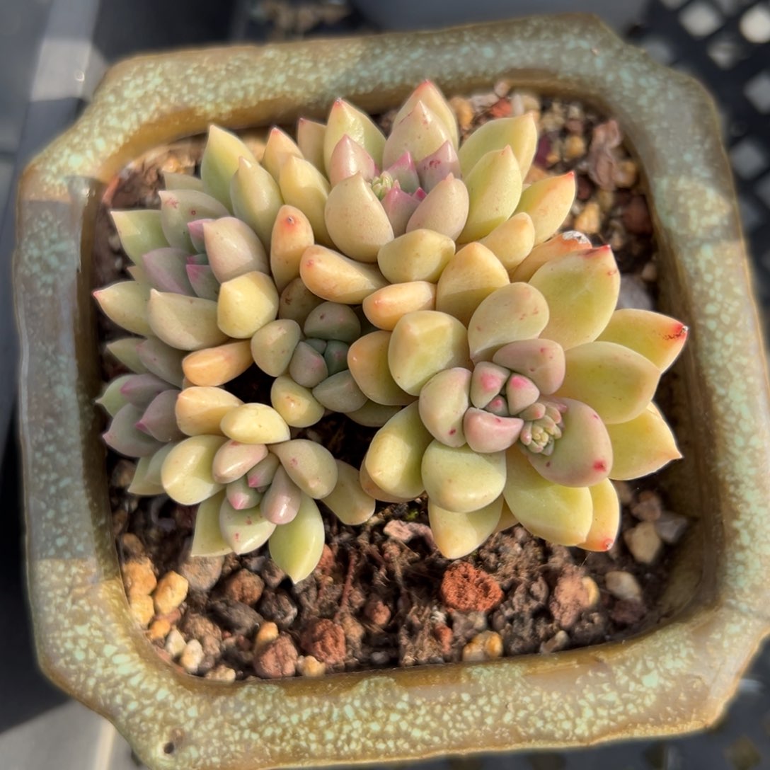 璀璨精控多肉一物一拍