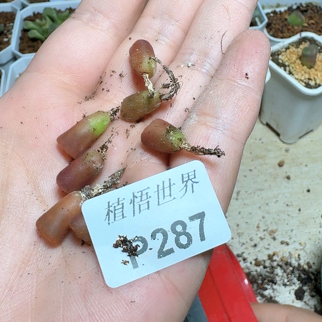 287号多肉植物哇f g v