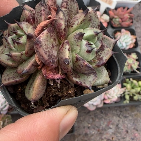 87万圣夜多肉植物多