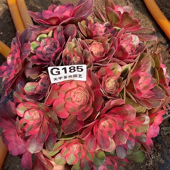 多肉植物荔枝185多肉