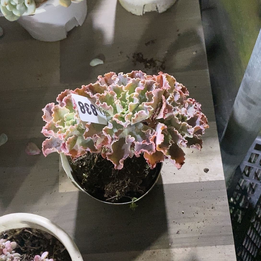 鑫*哥838蓝狐多肉植物