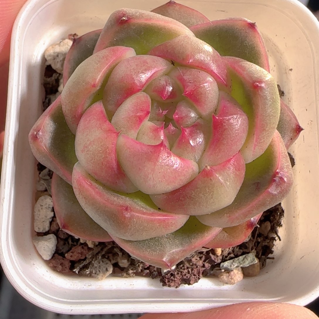 多肉0103-81钻石珍妮