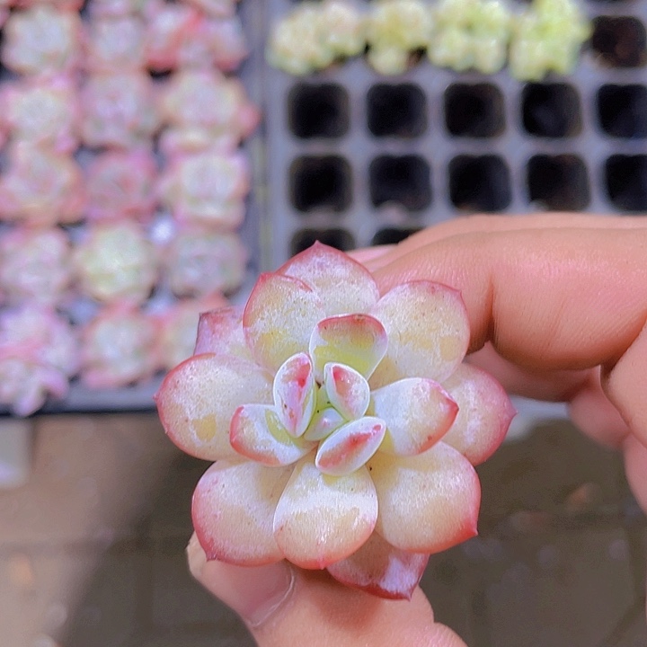 梦幻泡影【满10颗包邮】