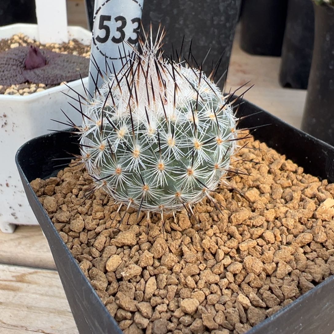 533实生根美针玉多肉植物带盆土