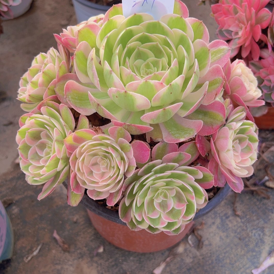 004，倾城多肉植物法师