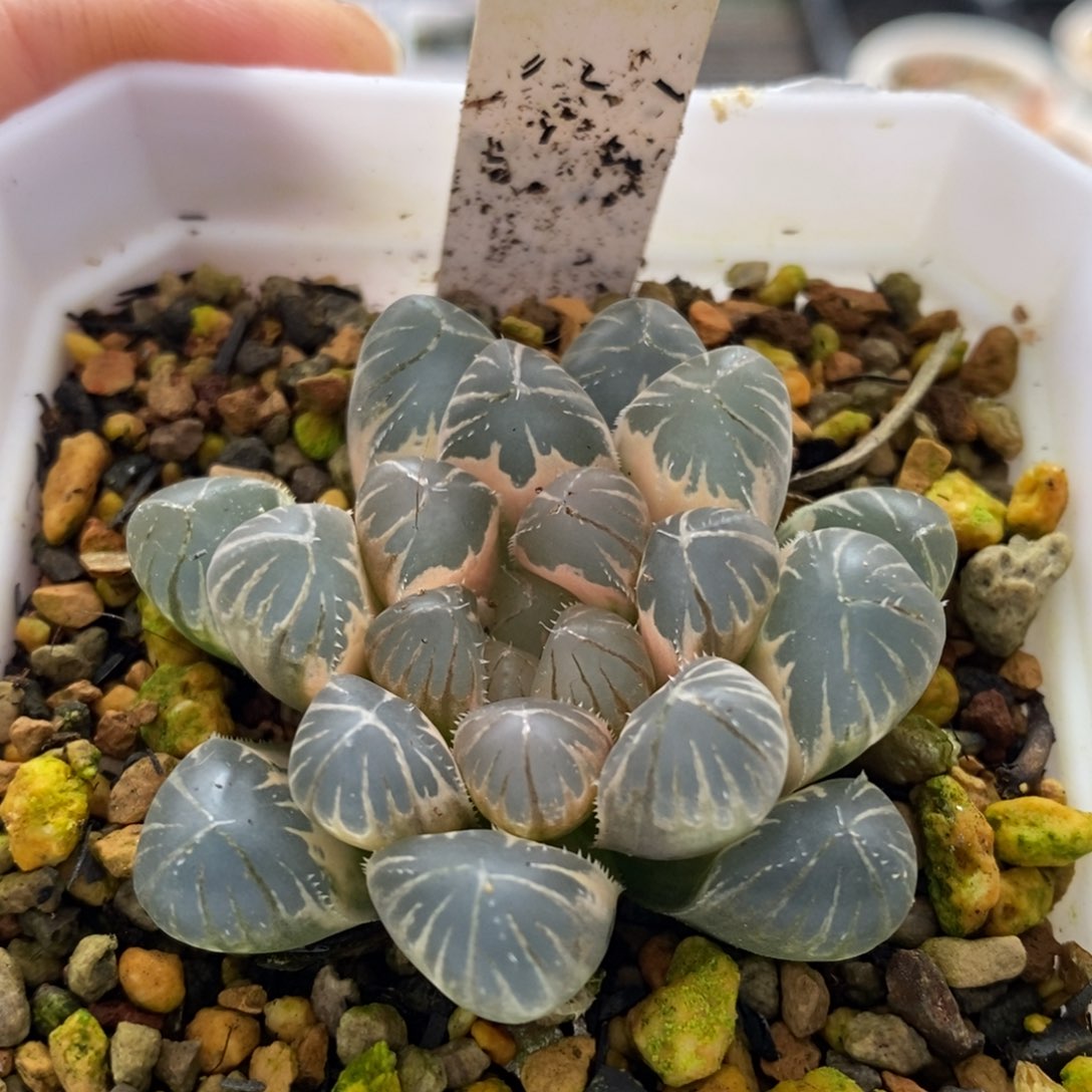 44号糊斑龙珠玉露锦