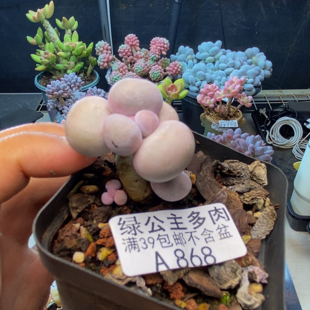 868橙奶多肉肉2c m