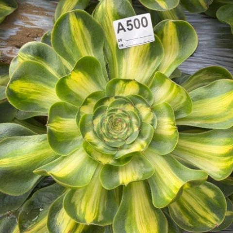 多肉植物暴君单头