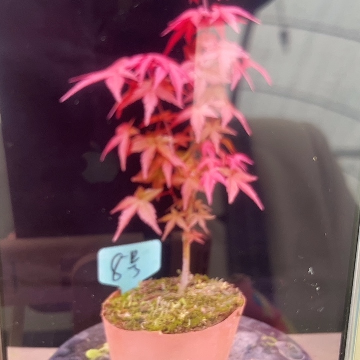 枫树直播专拍链接