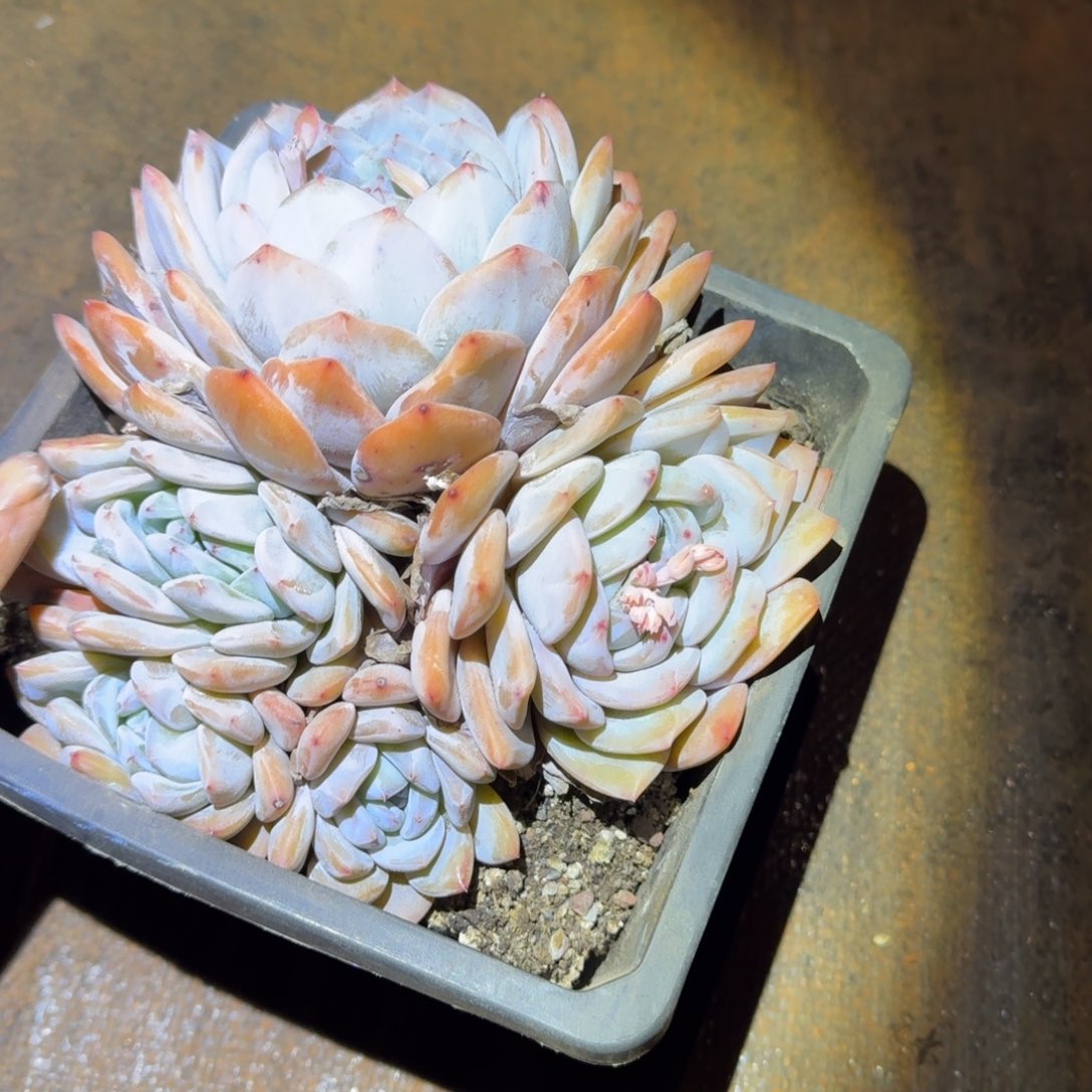 控养5头橙梦路多肉植物