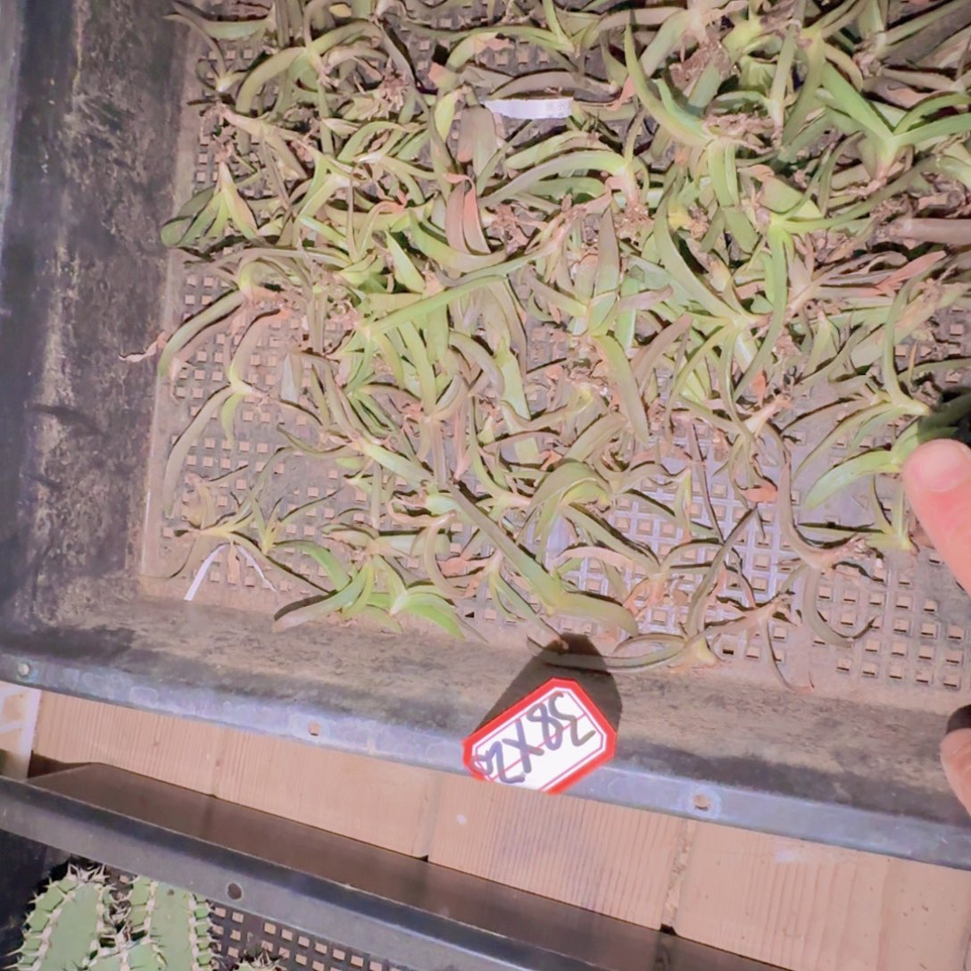 块根植物块根植物