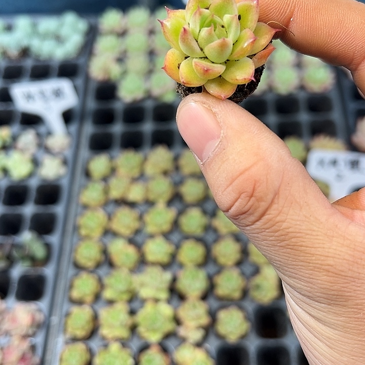 火凤凰 满10颗包邮