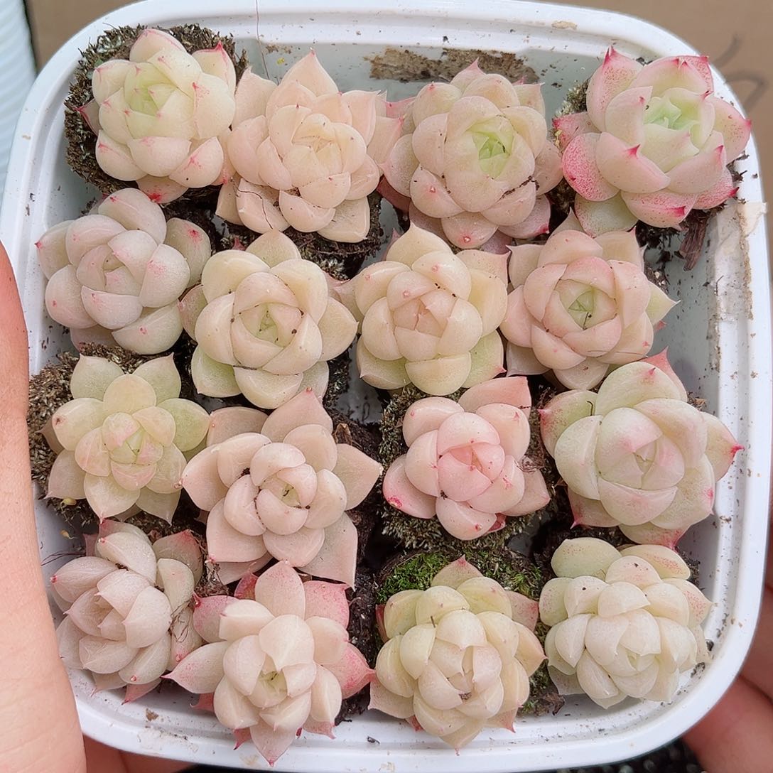 1-101 新疆西藏内蒙不发12.8包邮2-3公分多肉