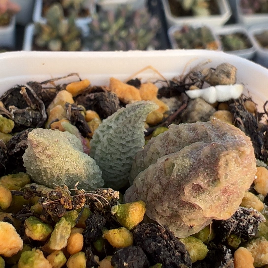 26倒刺大苗水泡植物