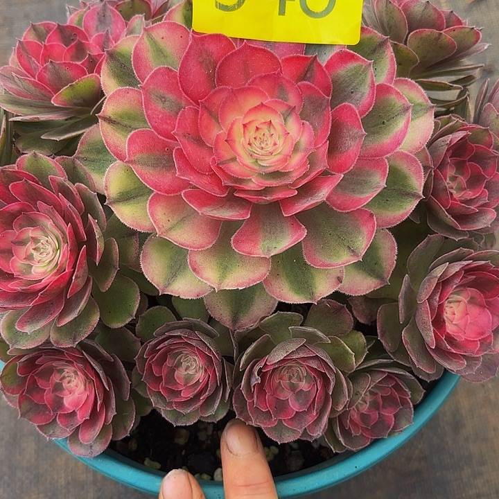 多肉植物福利548个