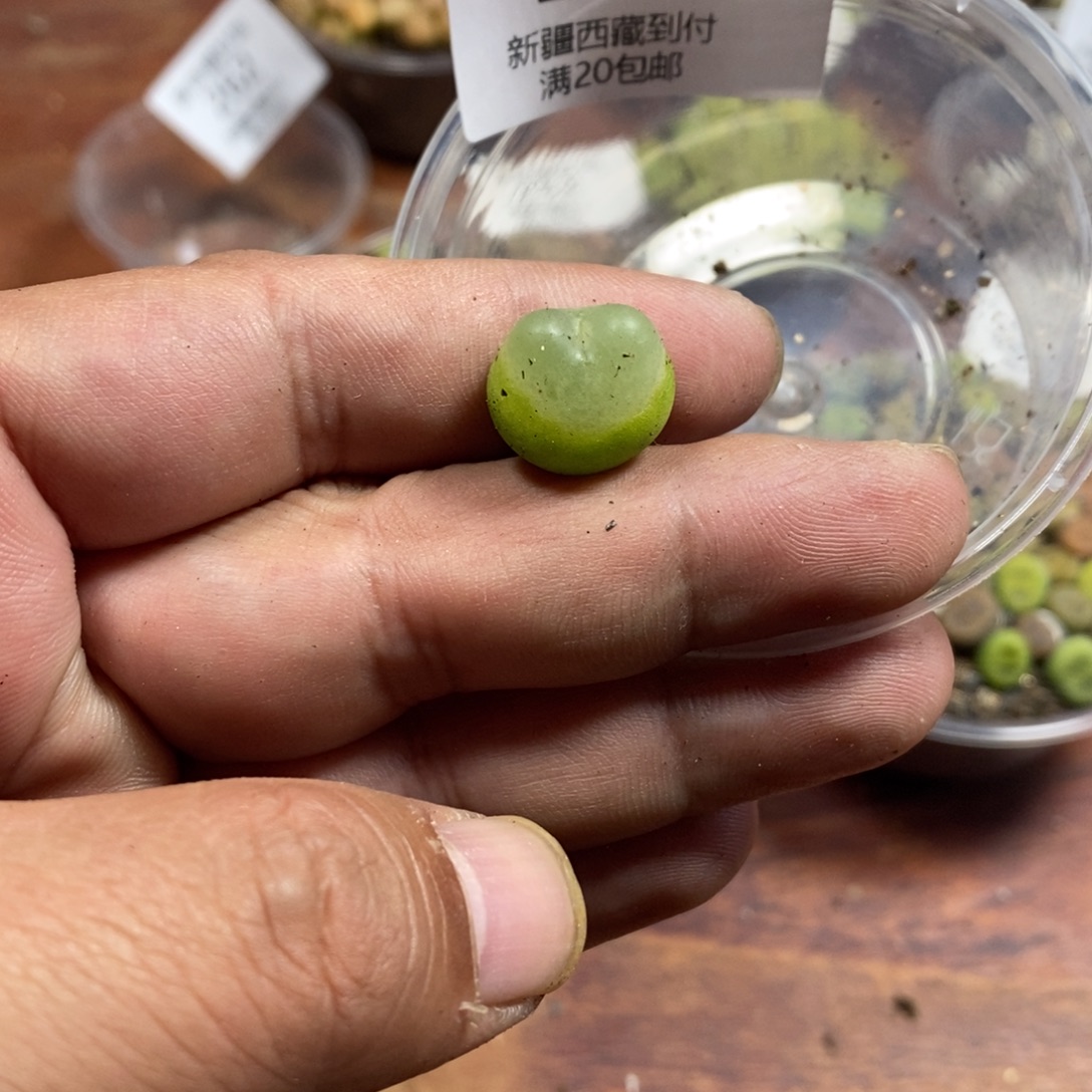 多肉蛋炒饭感谢您相伴268