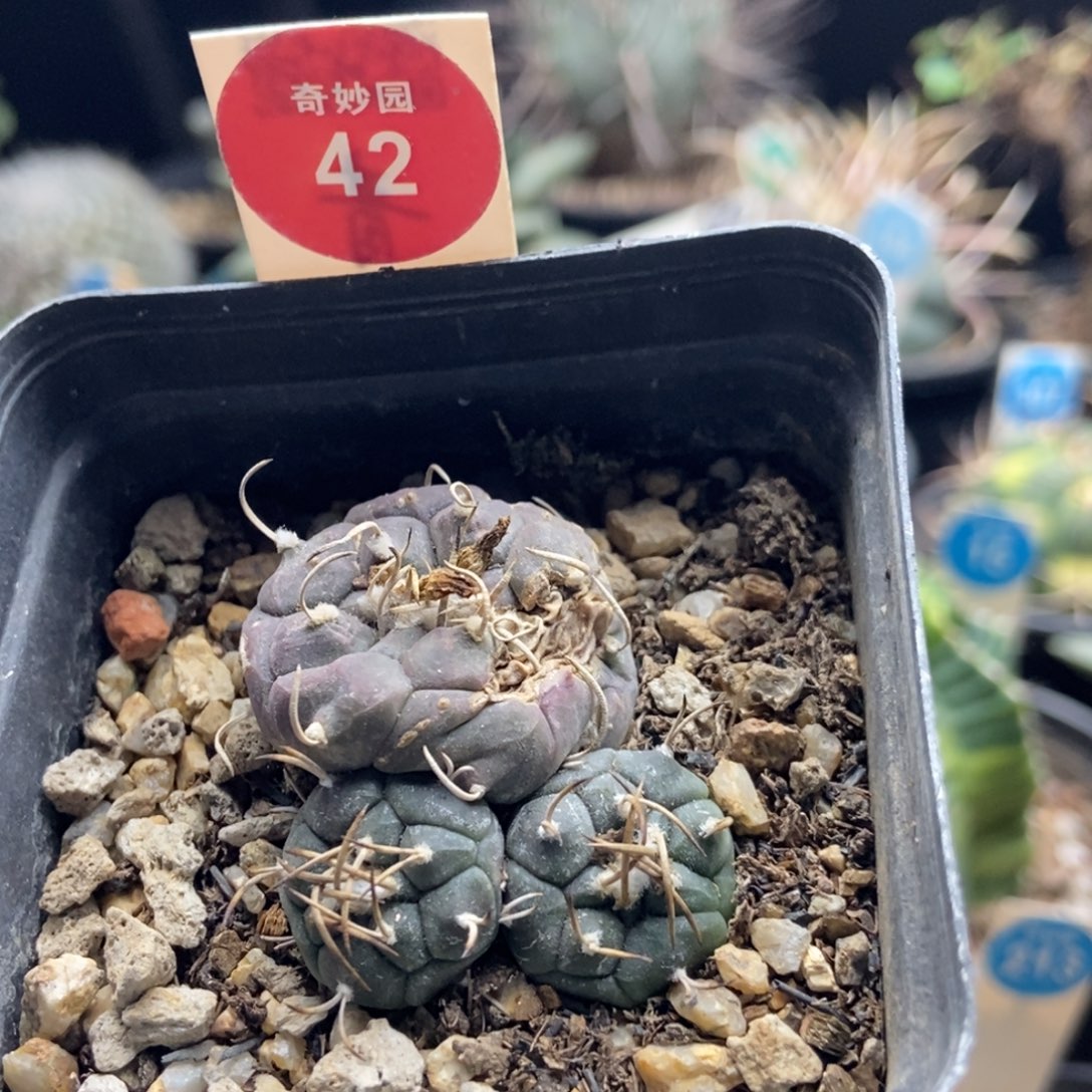 实生有疤乌丸娇丽群一颗