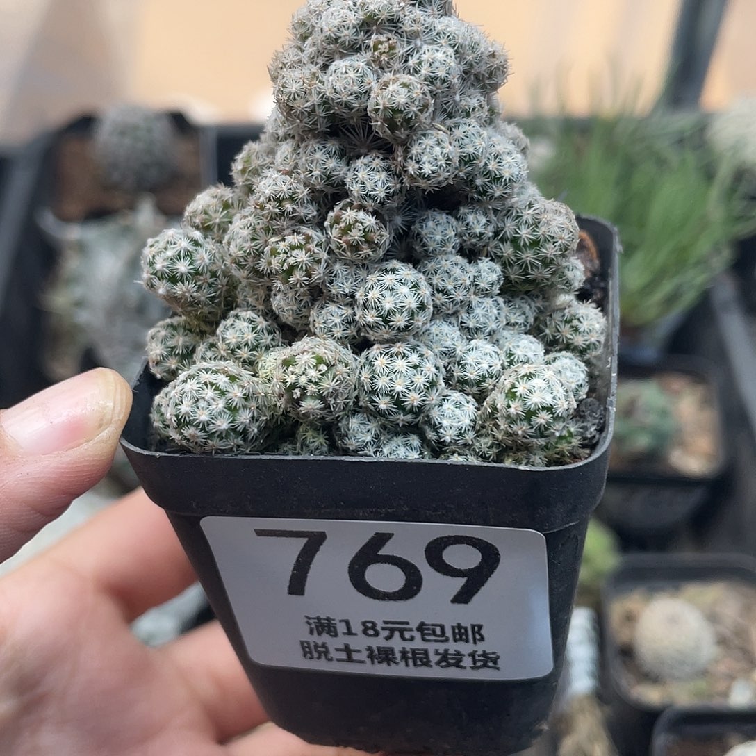 769须弥山（满18元包邮）