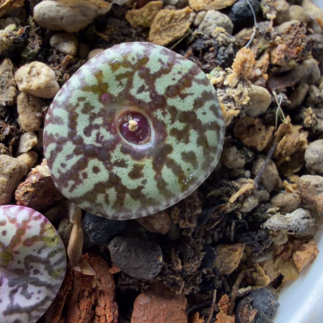 wc精品带荚子一颗782号