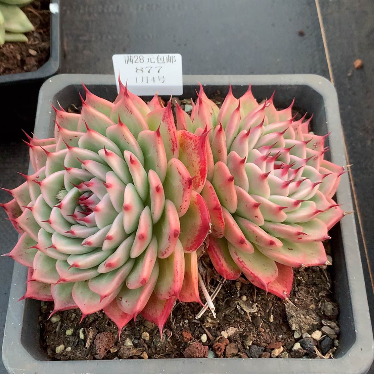 【闪购商品】云877号托斯卡内利16厘米