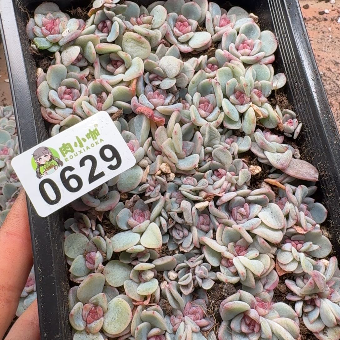 *****多肉植物多肉植物