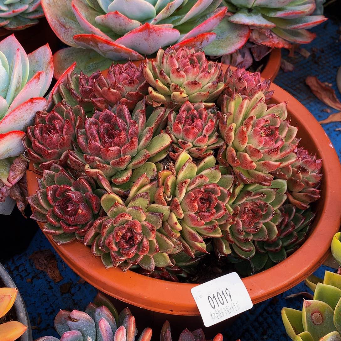 仰***望   紫水晶多肉01019