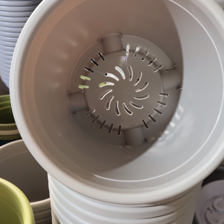 四季5号无托灰白6个