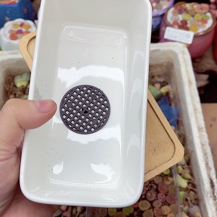 郎哥多肉生石花18-44