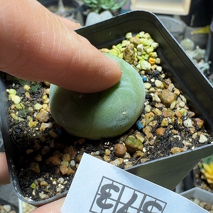 573白肌海鲜脱土发货