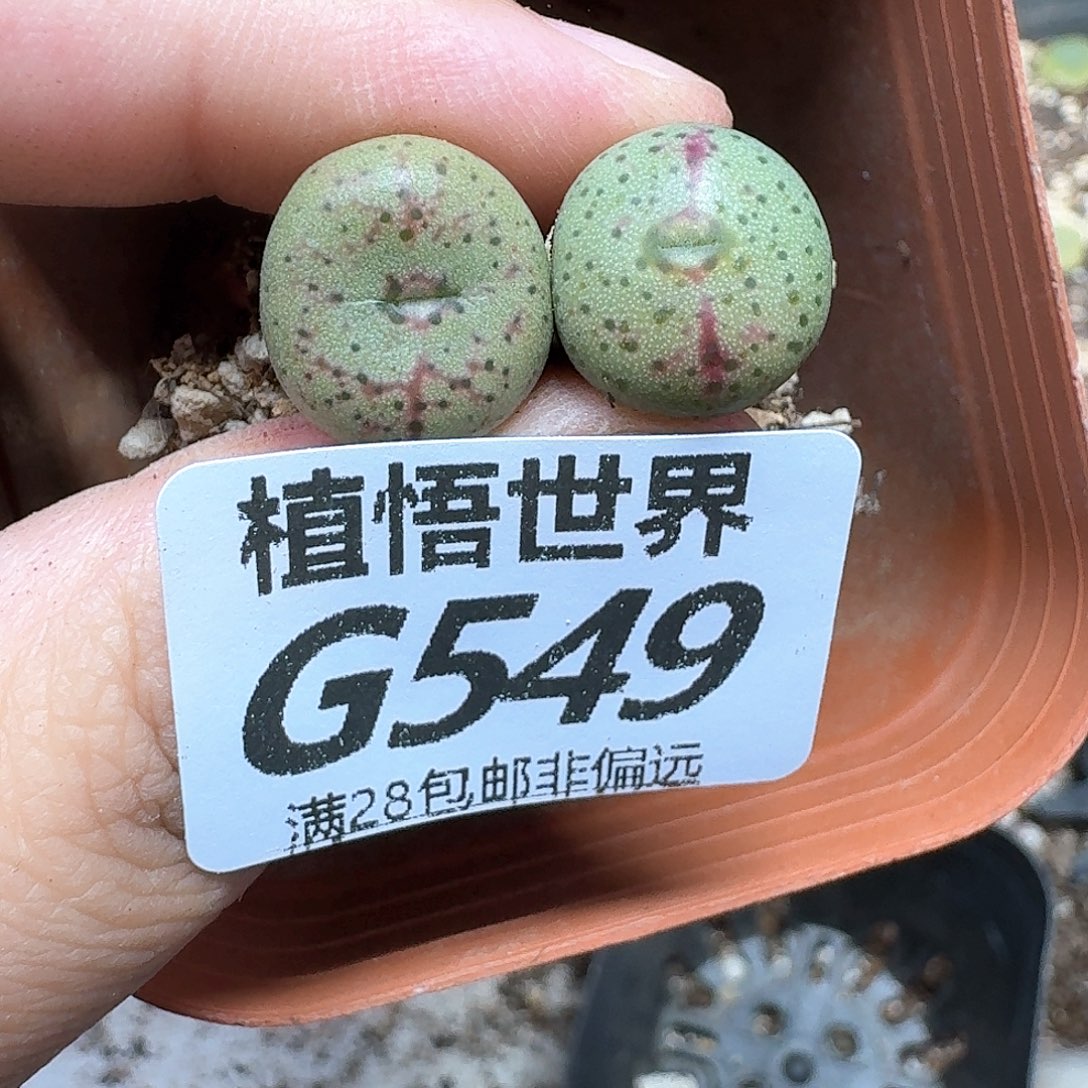 多肉植物的润泽fhn