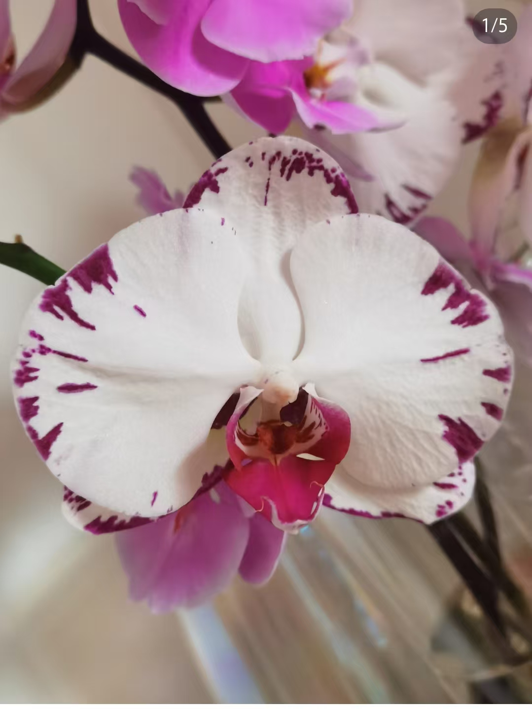 蝴蝶兰【黑闪电2.8杯。不带花剑】有反组可能。。没有开花