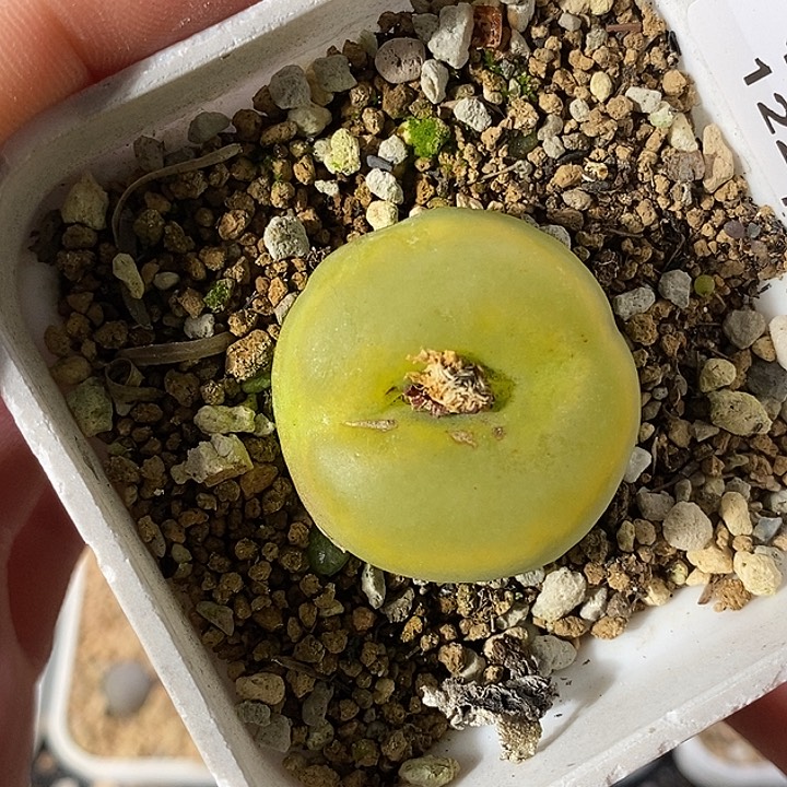 1223-98-大盘它伤。    