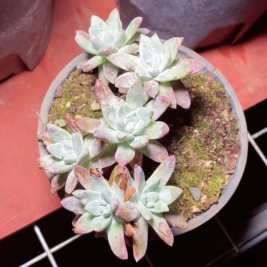 【闪购商品】哈哈哈哈开播福利多肉1597