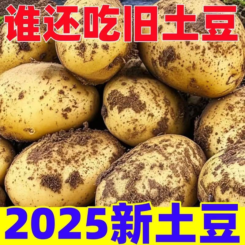 新鲜当季黄皮黄心土豆沙面软糯东北黑土种植