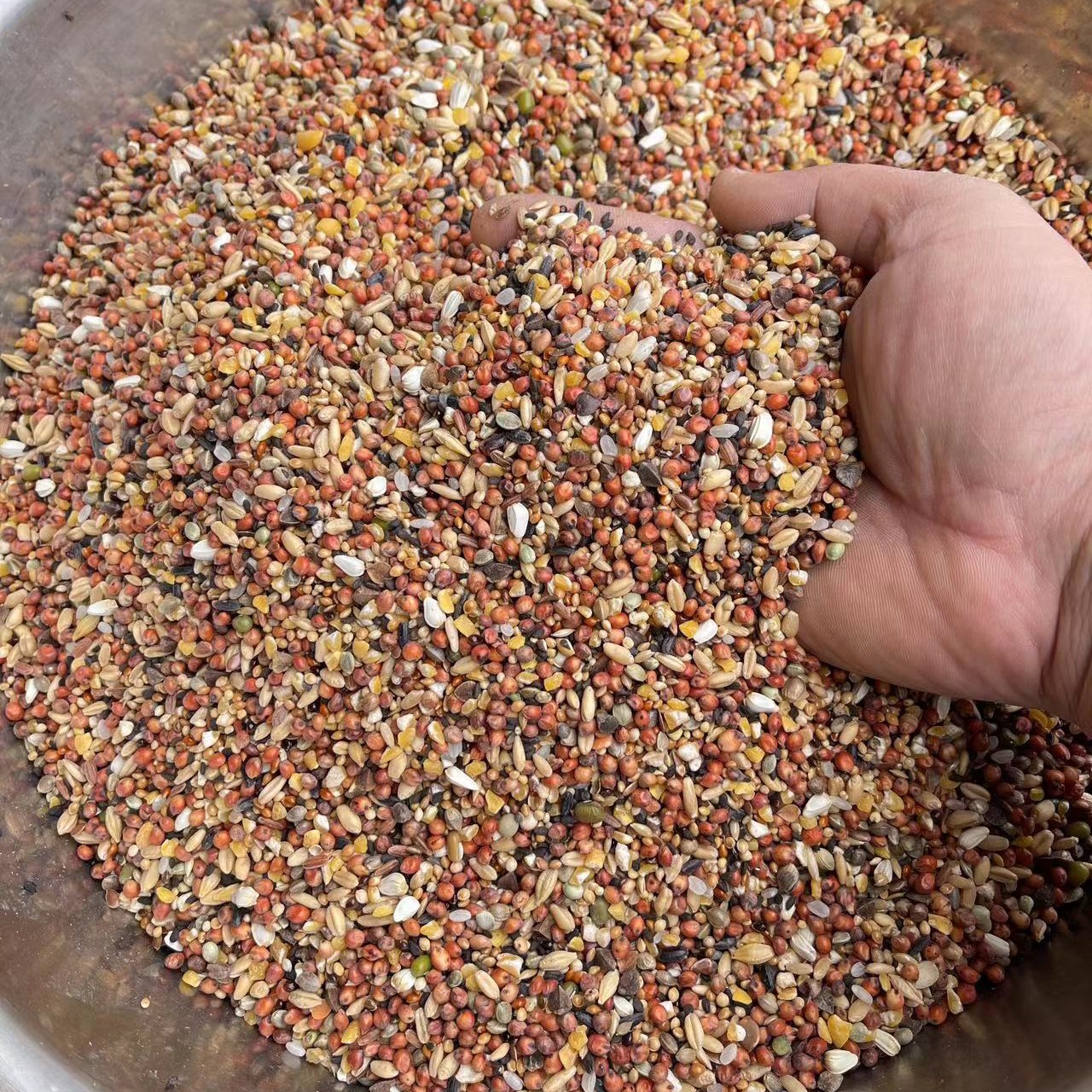 精品鸽粮新鲜装优选原料营养适口适合成幼鸽