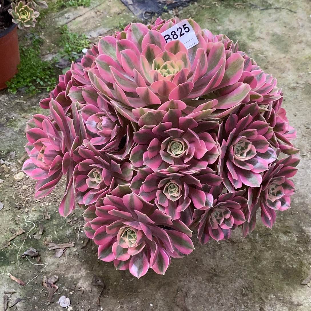 阑*女妖多肉植物825