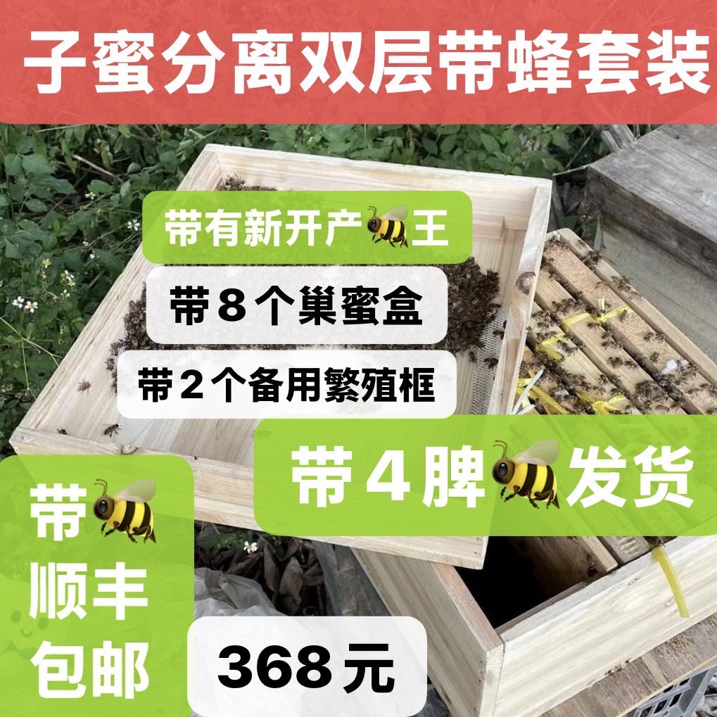 广东珠三角中蜂带箱带王顺丰包邮土蜂开产王