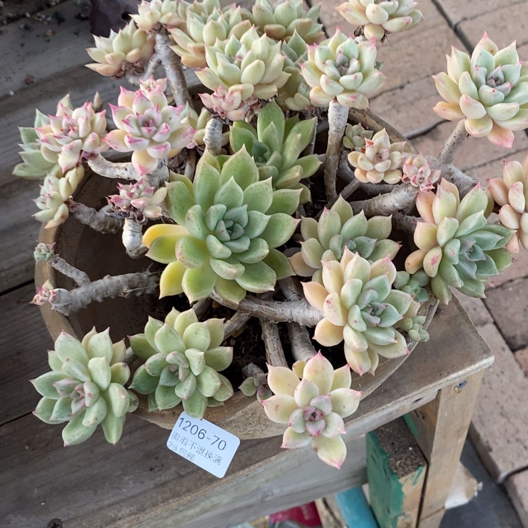 70号多肉群大群漂亮