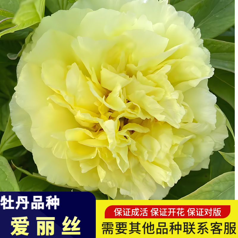 带盆栽好爱丽丝牡丹花苗大苗室内外阳台庭院盆栽重瓣观赏花