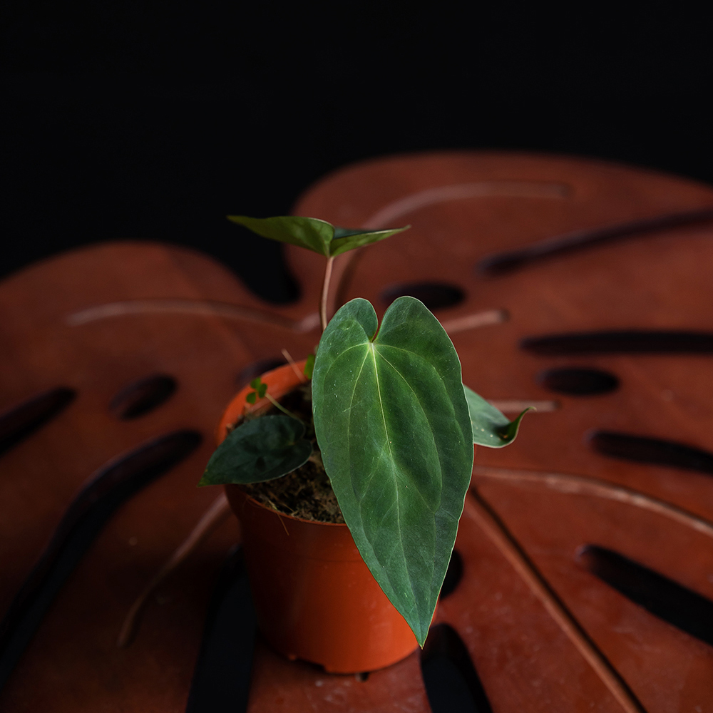 【藤气层｜加通湖PAPI】绒面高级绿植 天南星科 好养护花烛 观叶植物