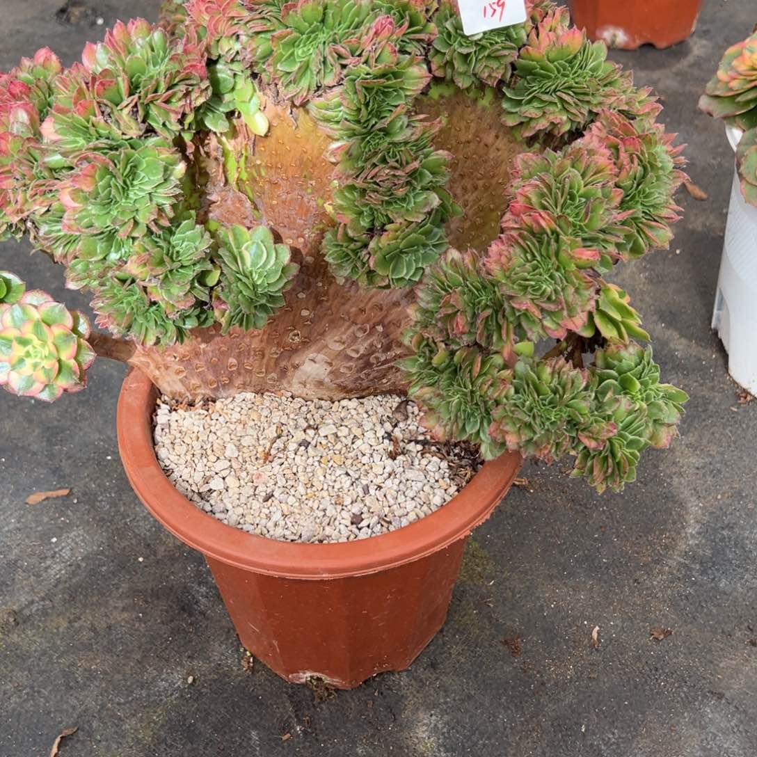 159海王缀多肉多肉多肉