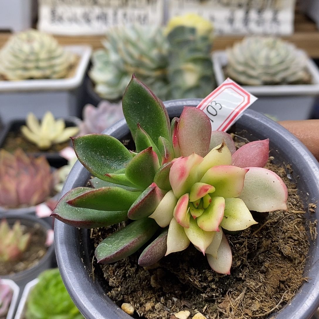 03103 罗杰安娜宽覆轮锦