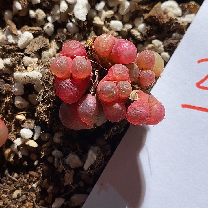 24355。     透紫红多头漂亮。  